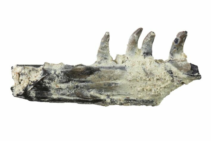 Permian Synapsid (Mycterosaurus?) Jaw Section - Oklahoma #136423